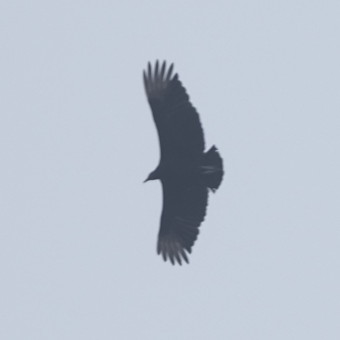 Black Vulture - ML620385899