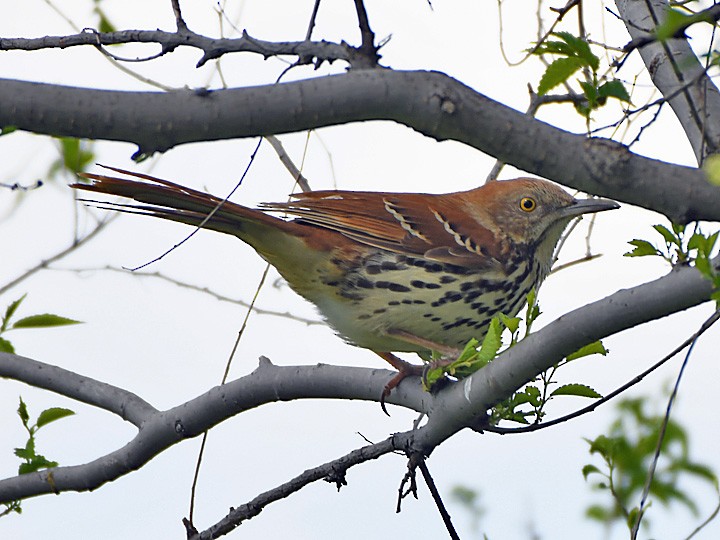 Brown Thrasher - ML620385900