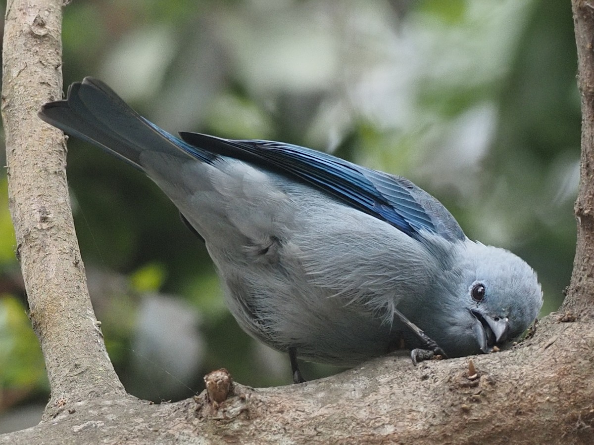 Blue-gray Tanager - ML620385906