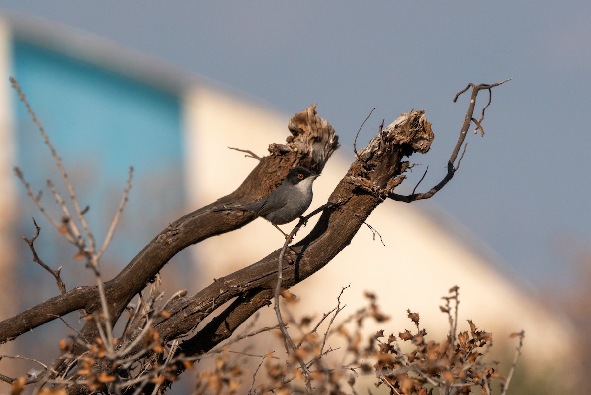 Sardinian Warbler - ML620385908