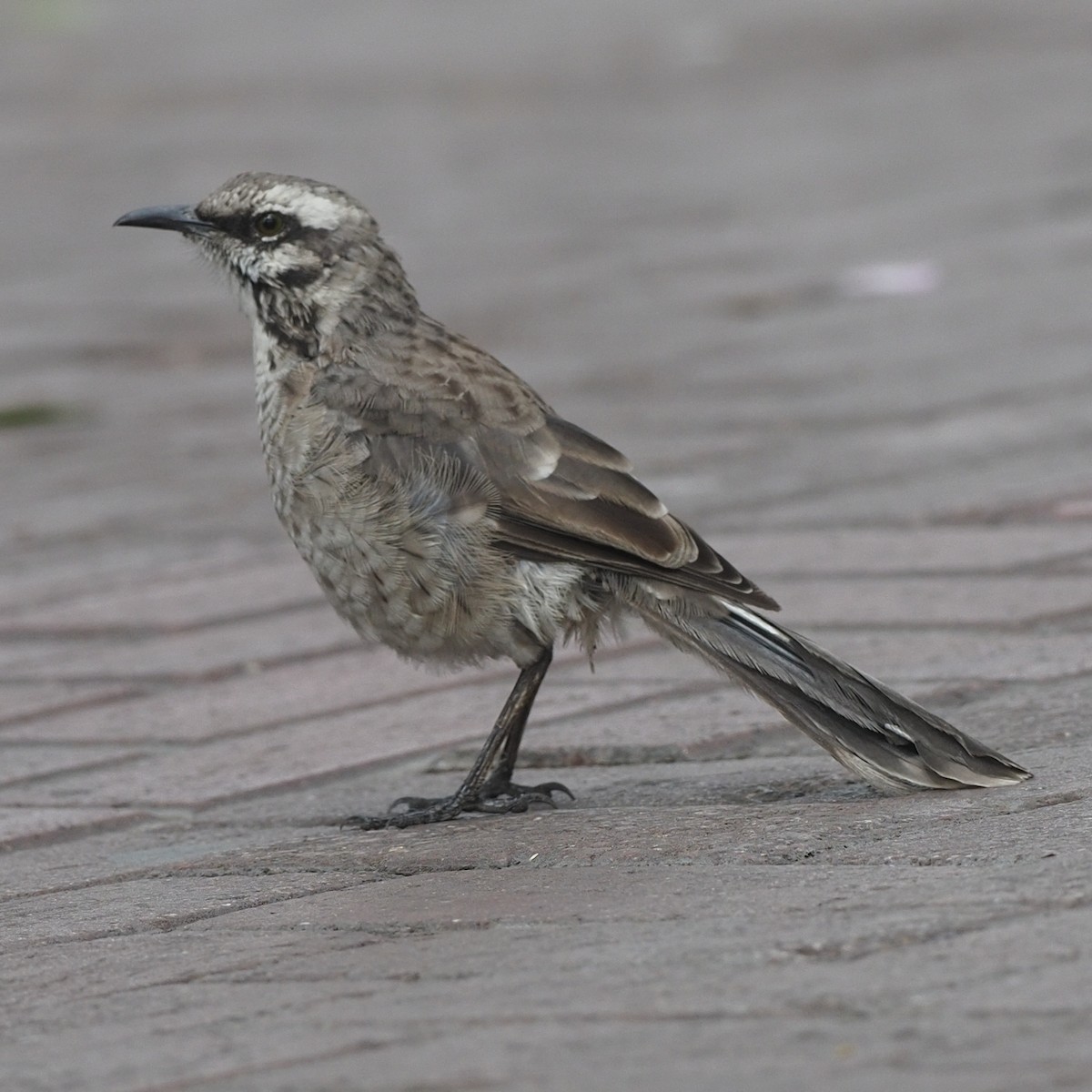 Long-tailed Mockingbird - ML620385926