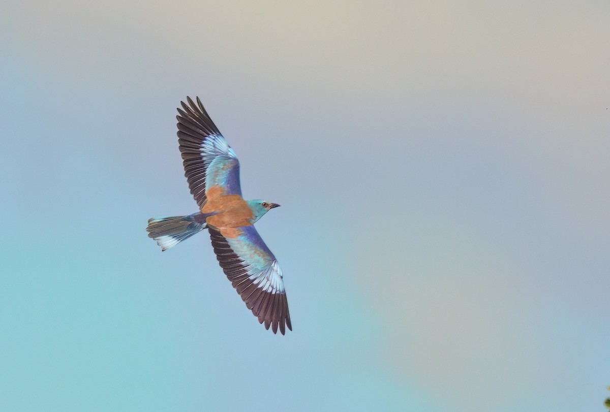 European Roller - ML620385940