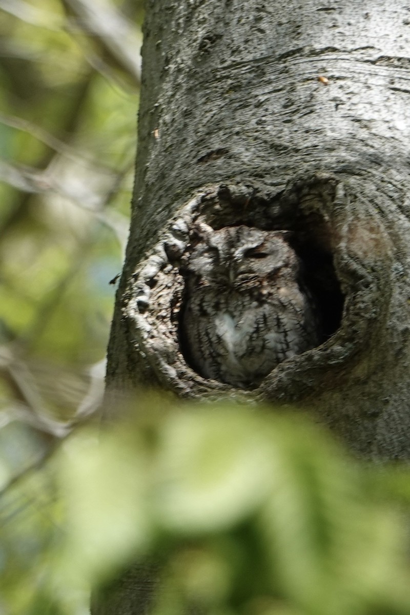 Eastern Screech-Owl - jean adamus
