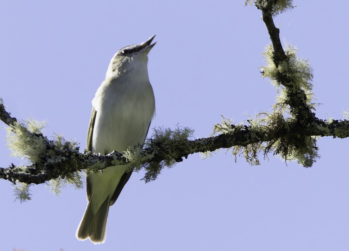 Red-eyed Vireo - ML620385949