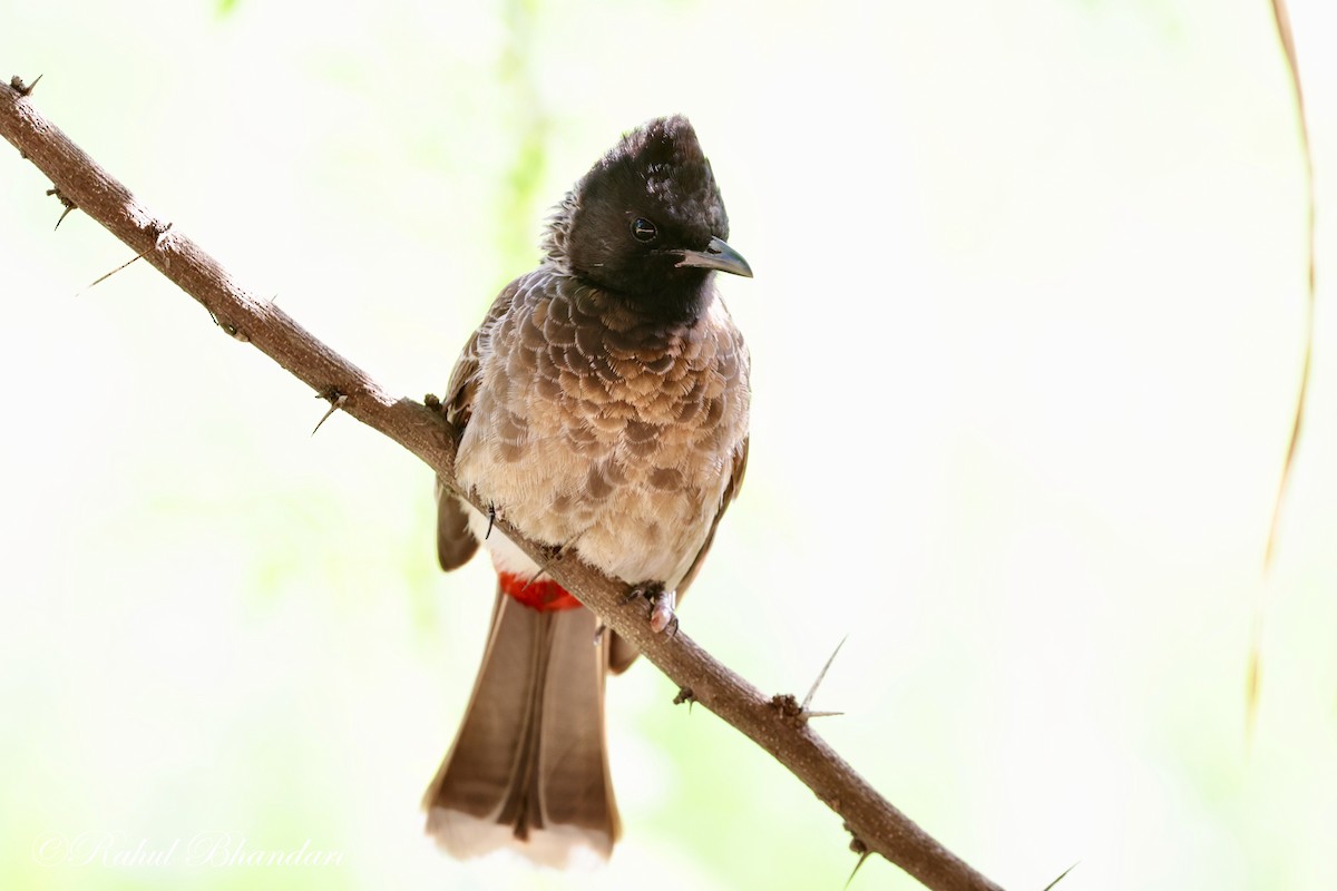 Red-vented Bulbul - ML620385955
