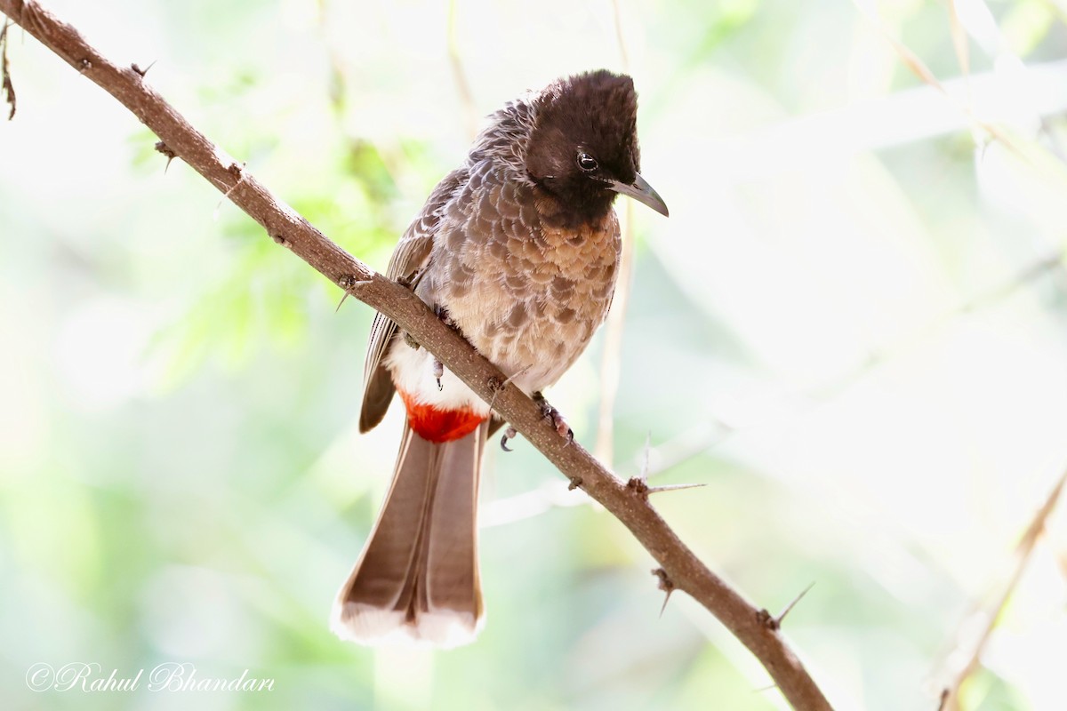 Red-vented Bulbul - ML620385956