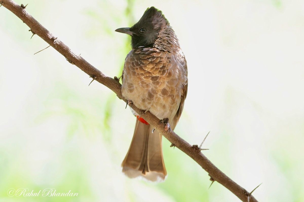 Red-vented Bulbul - ML620385957