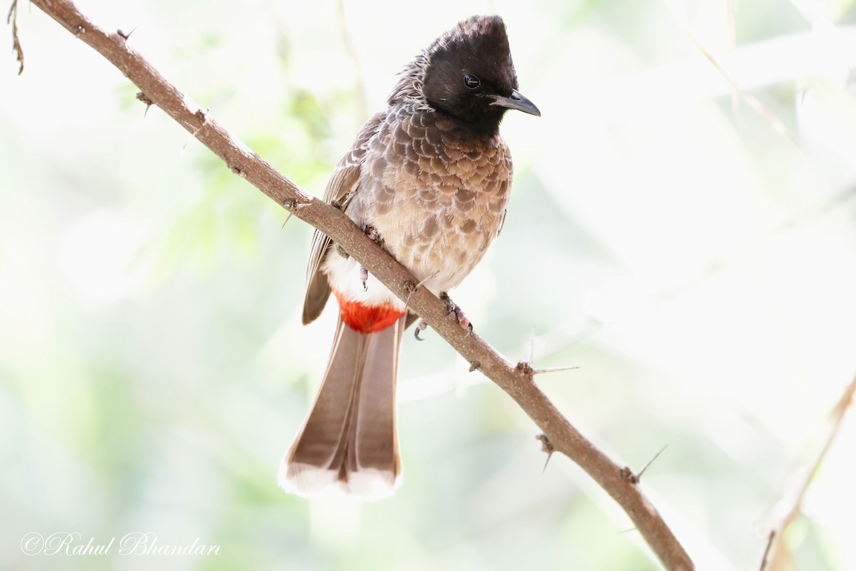 Red-vented Bulbul - ML620385959