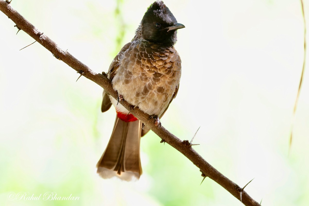 Red-vented Bulbul - ML620385960
