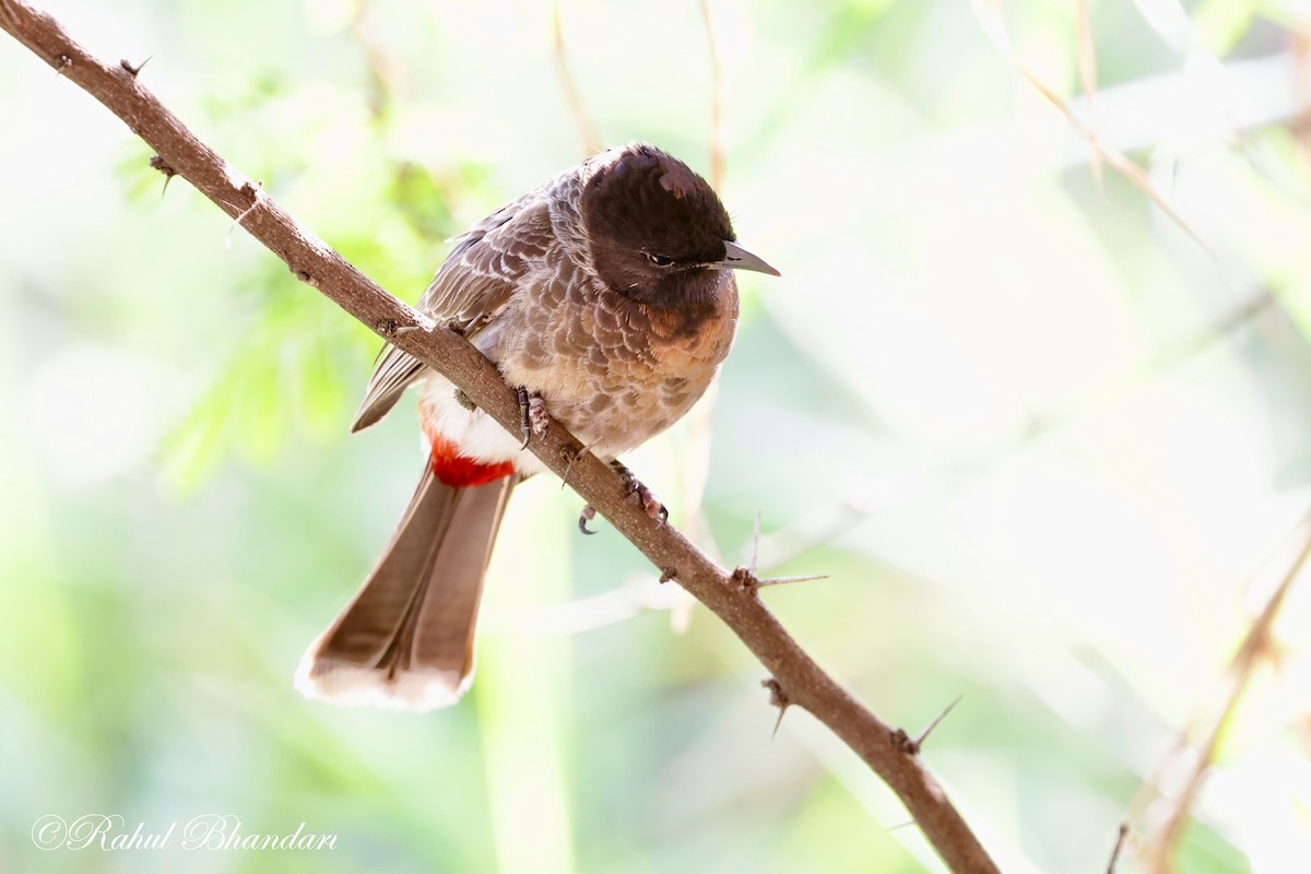 Red-vented Bulbul - ML620385961