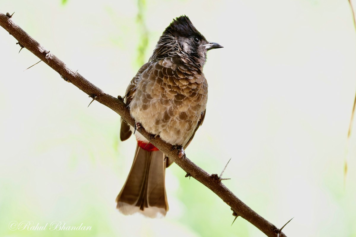Red-vented Bulbul - ML620385962