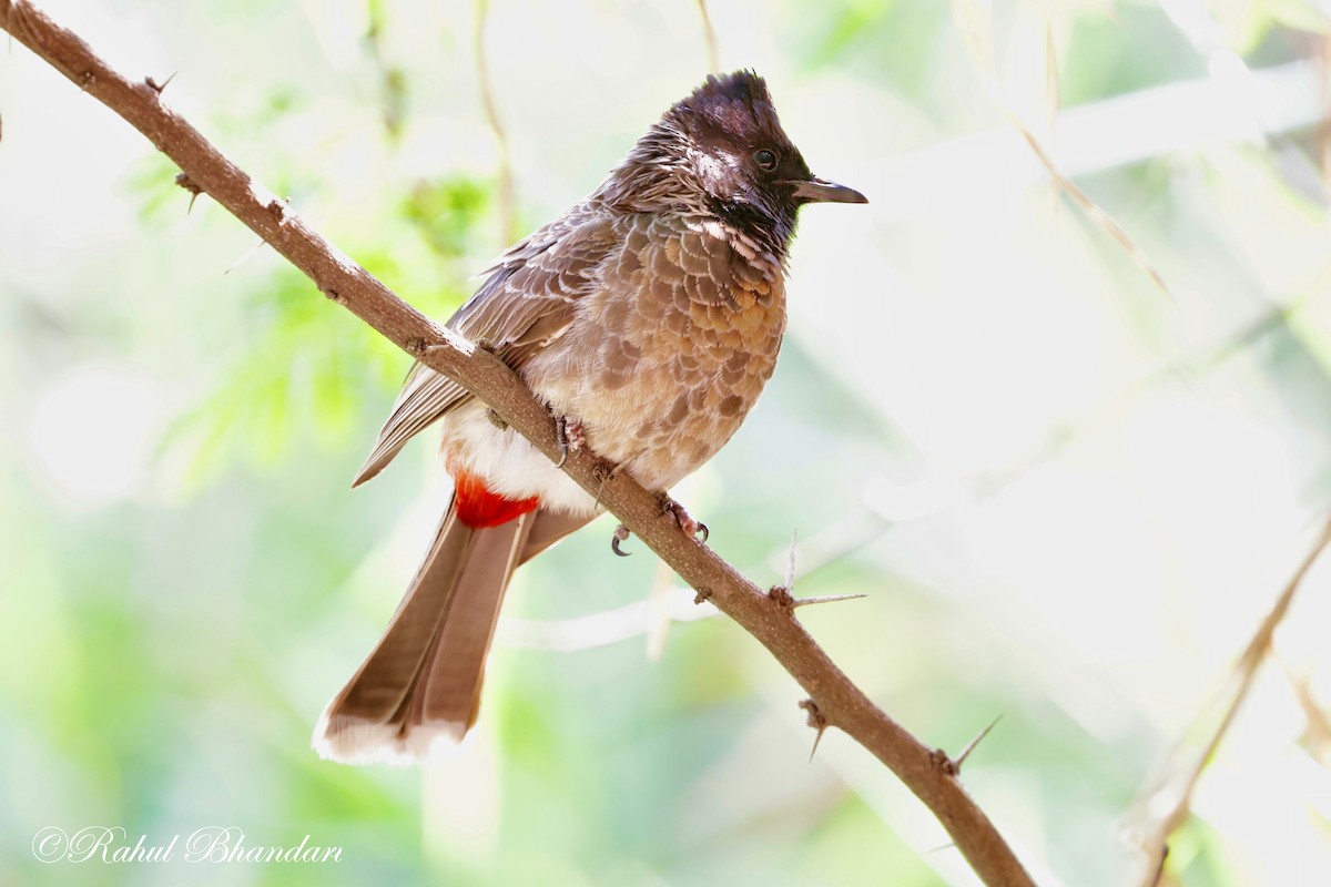 Red-vented Bulbul - ML620385963