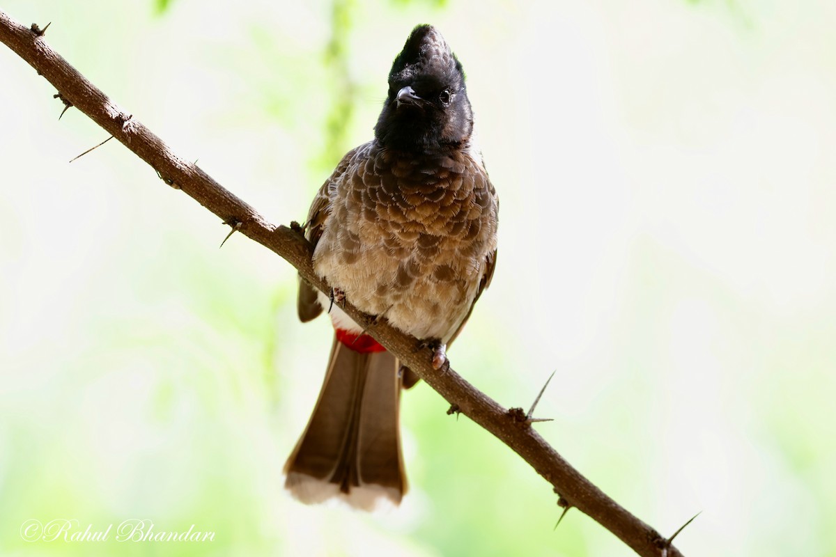Red-vented Bulbul - ML620385964