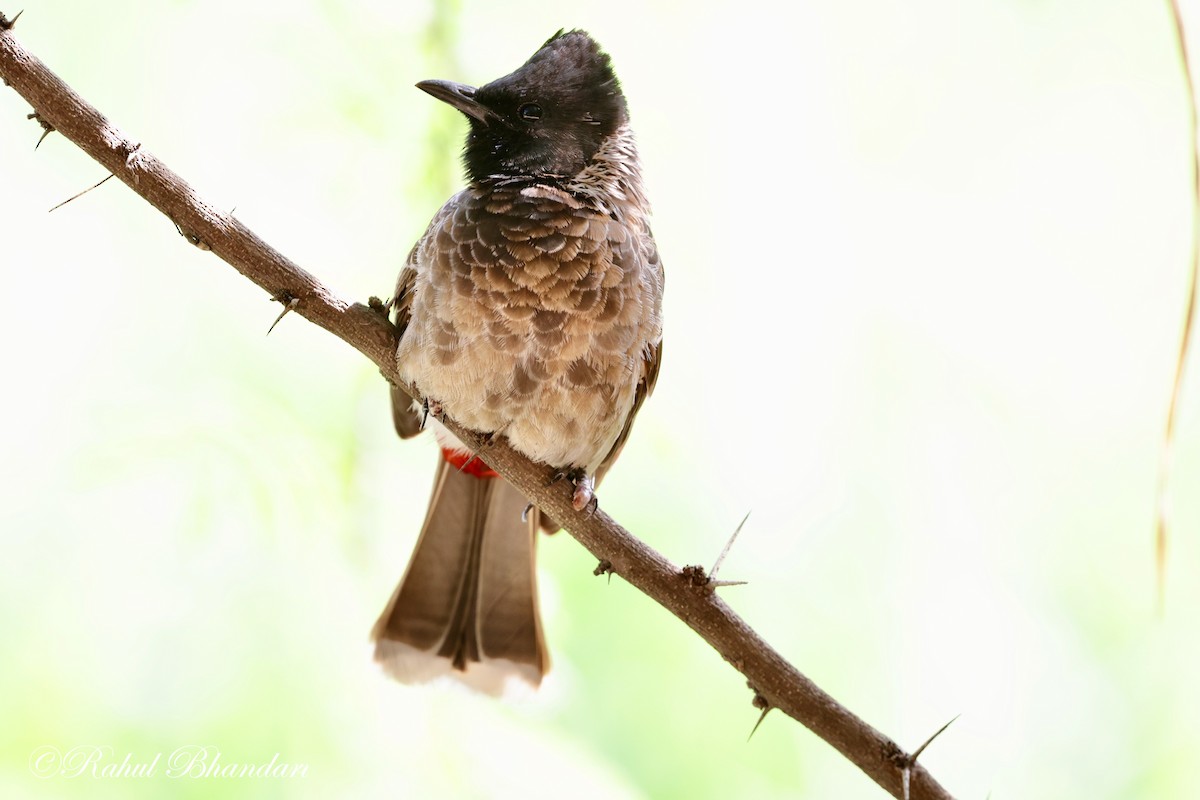Red-vented Bulbul - ML620385965