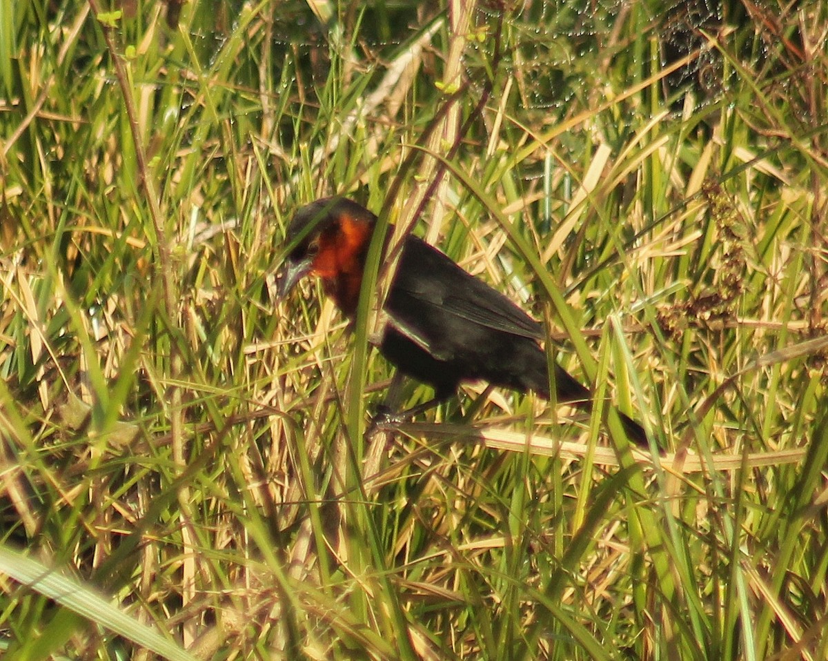 Scarlet-headed Blackbird - ML620385983