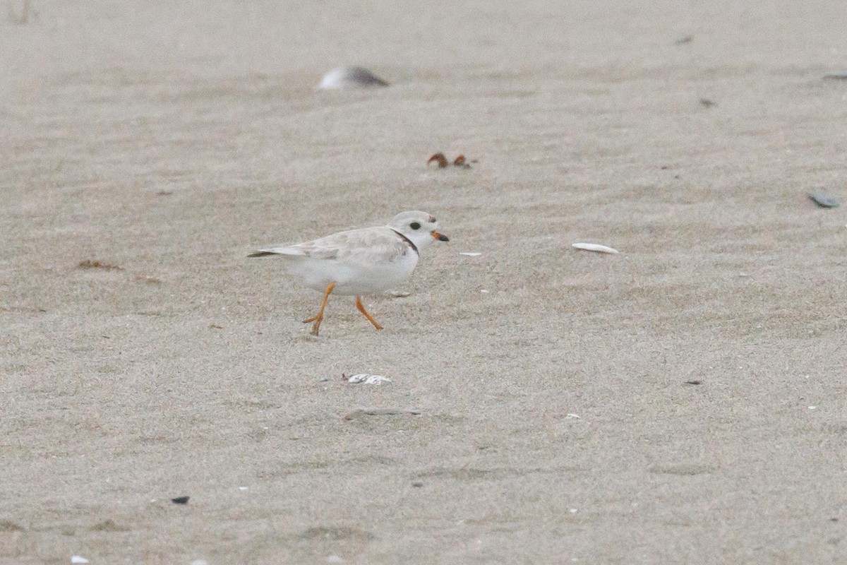 Piping Plover - ML620385984