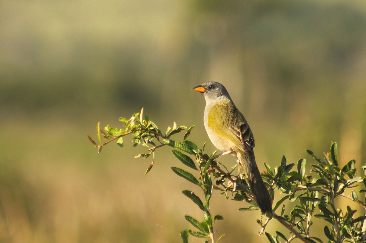 Great Pampa-Finch (Eastern) - Guillermo Andreo