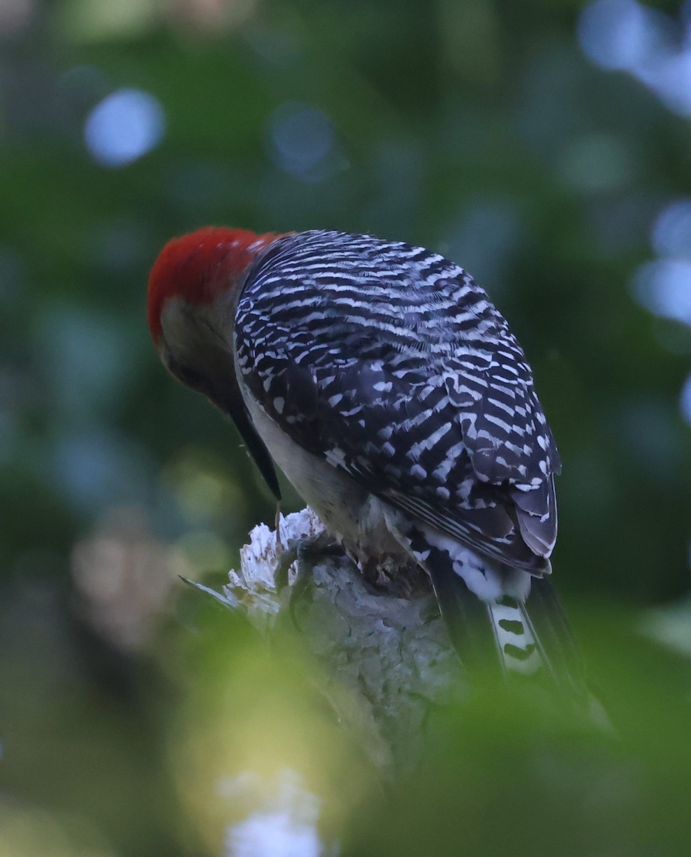 Red-bellied Woodpecker - ML620385992
