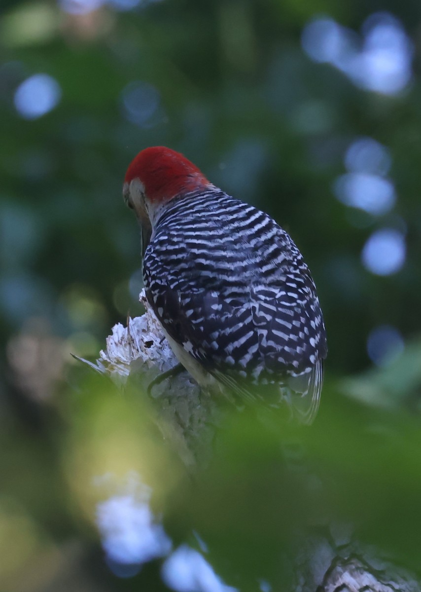 Red-bellied Woodpecker - ML620385993