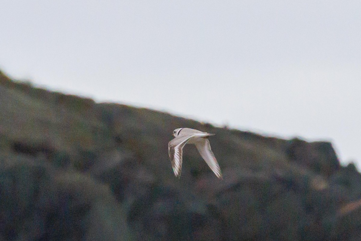 Piping Plover - ML620385997