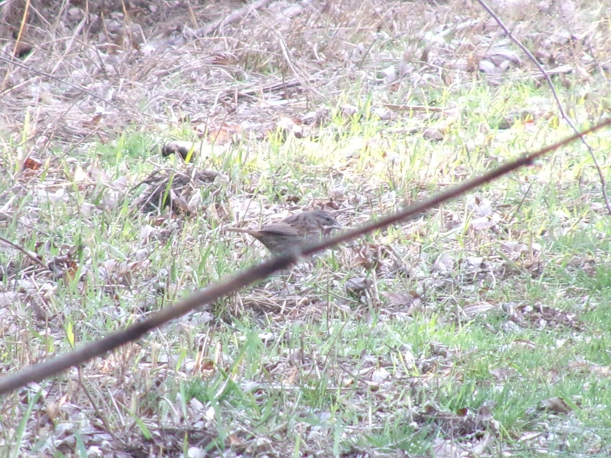 Song Sparrow - ML620386003