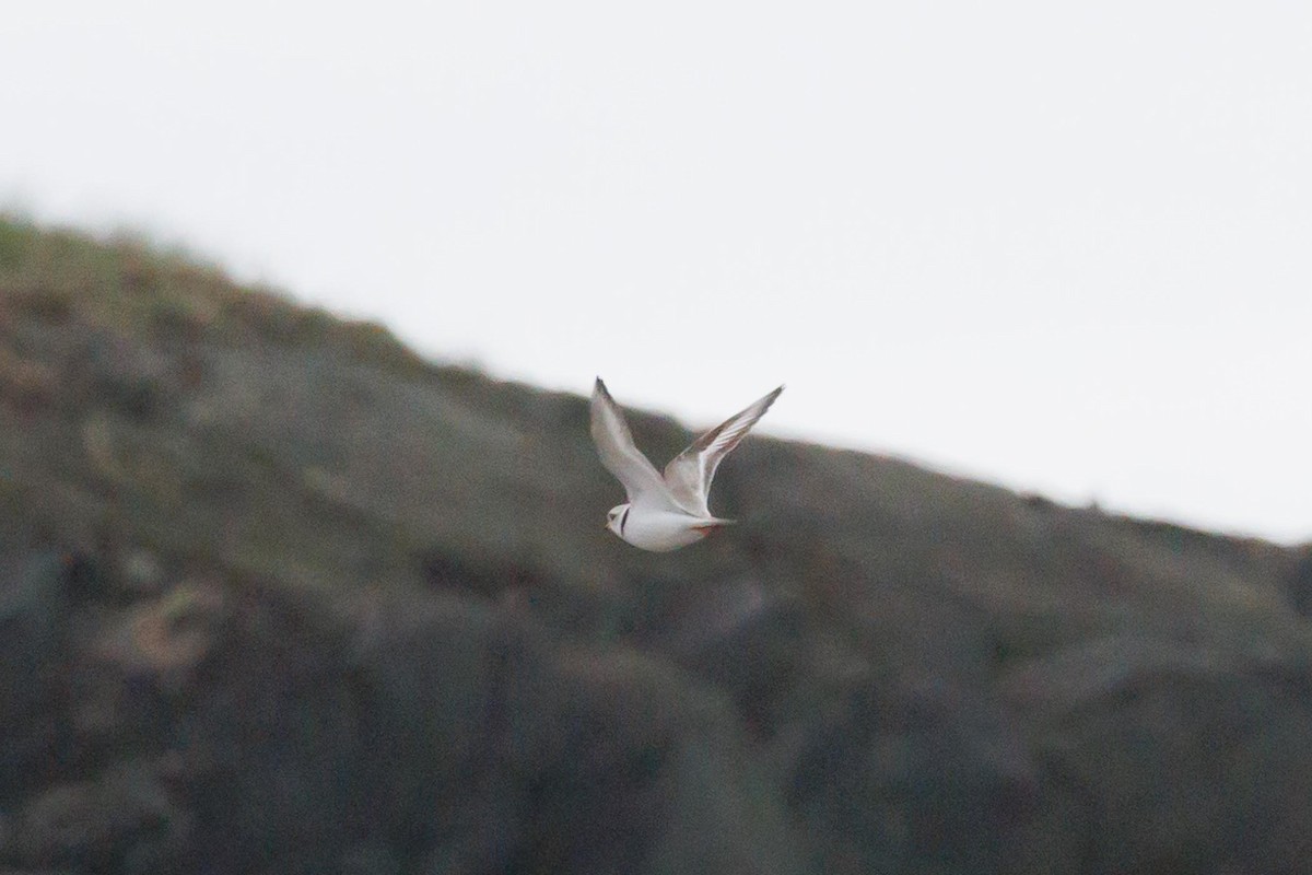 Piping Plover - ML620386004