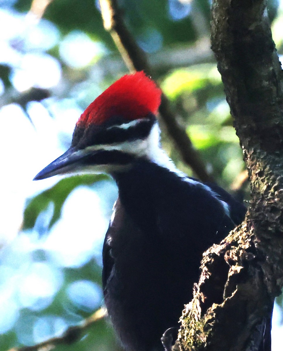 Pileated Woodpecker - ML620386024
