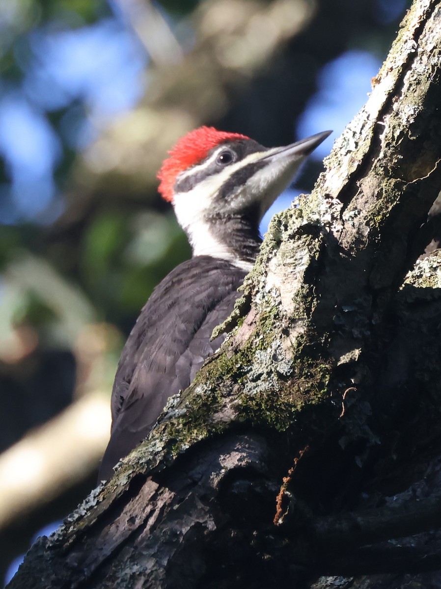 Pileated Woodpecker - ML620386025