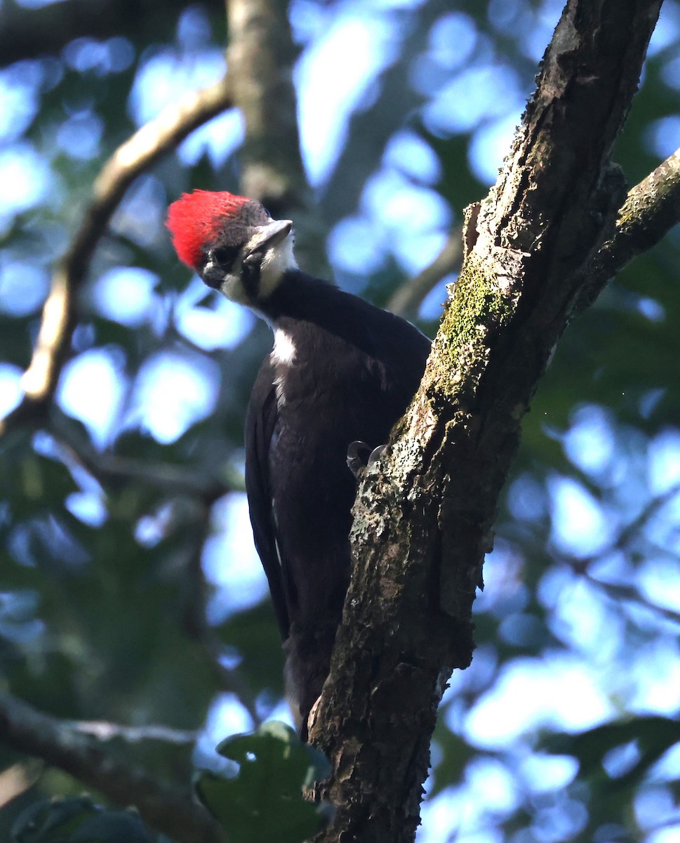 Pileated Woodpecker - ML620386026