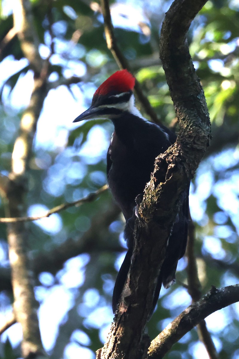 Pileated Woodpecker - ML620386027