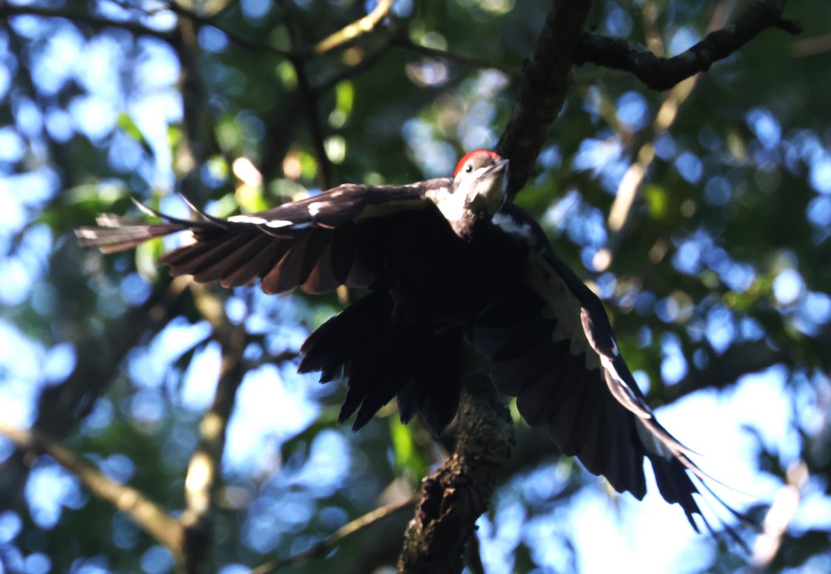 Pileated Woodpecker - ML620386028