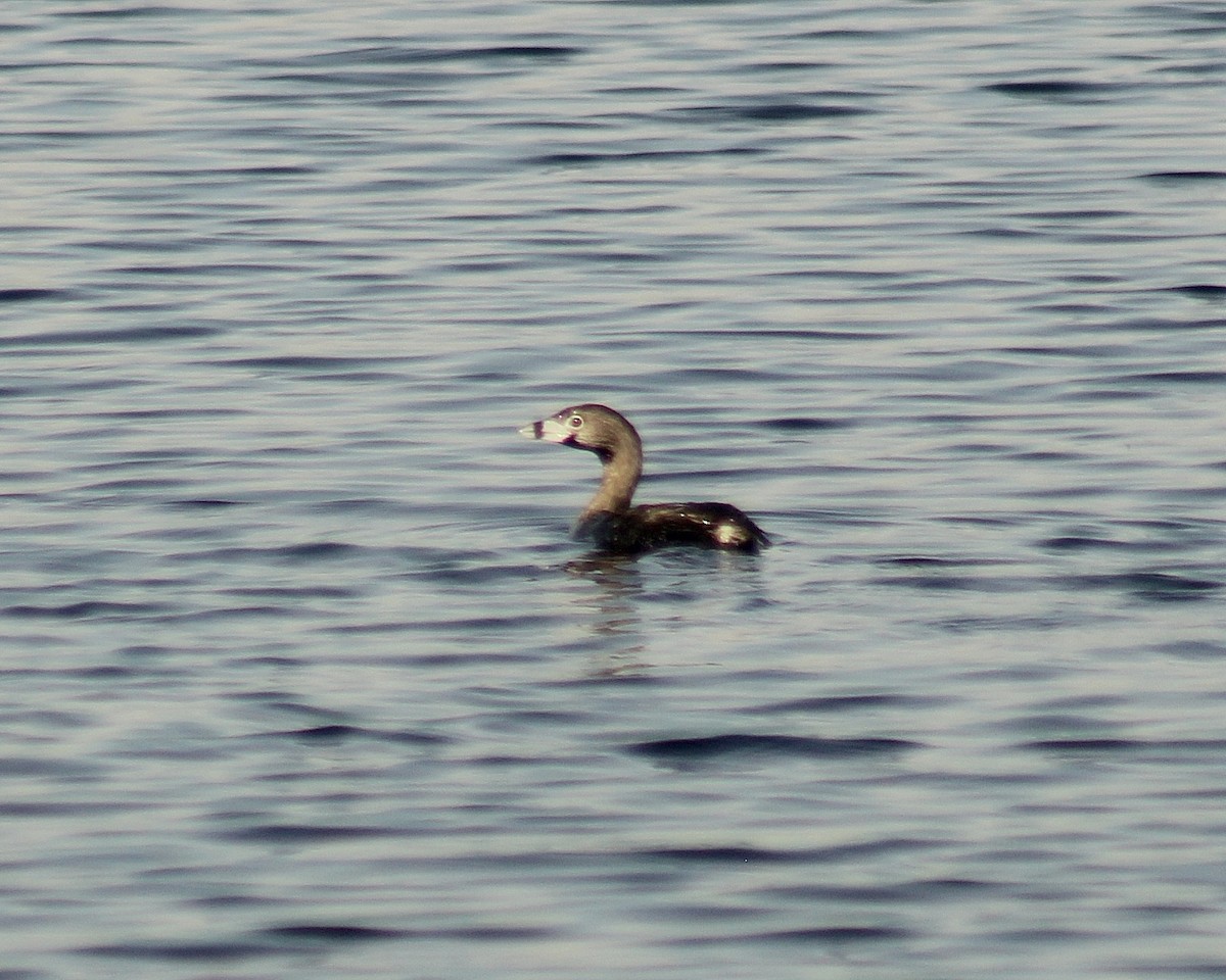 Pied-billed Grebe - ML620386040