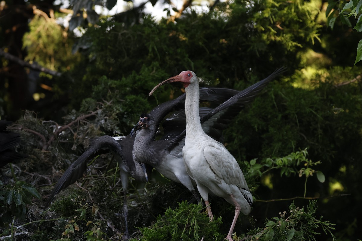 ibis bílý - ML620386050