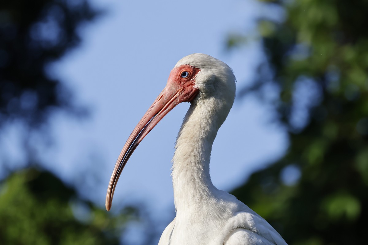 Ibis Blanco - ML620386051