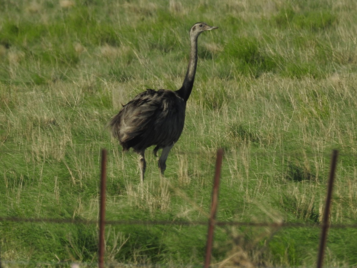 Greater Rhea - ML620386053