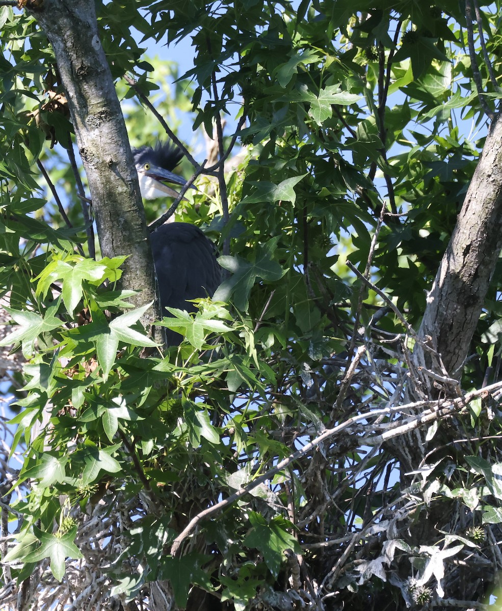 Great Blue Heron (Great Blue) - ML620386056