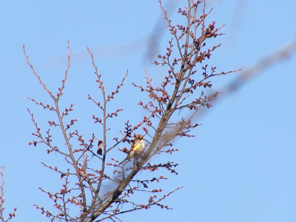 Yellow-rumped Warbler - ML620386059