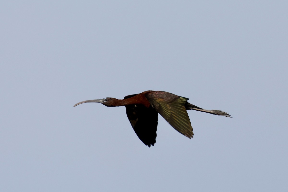 ibis hnědý - ML620386060
