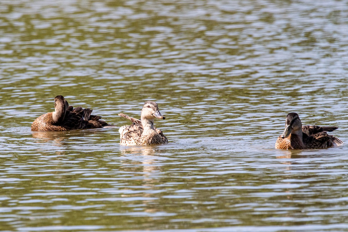 Mallard - ML620386093