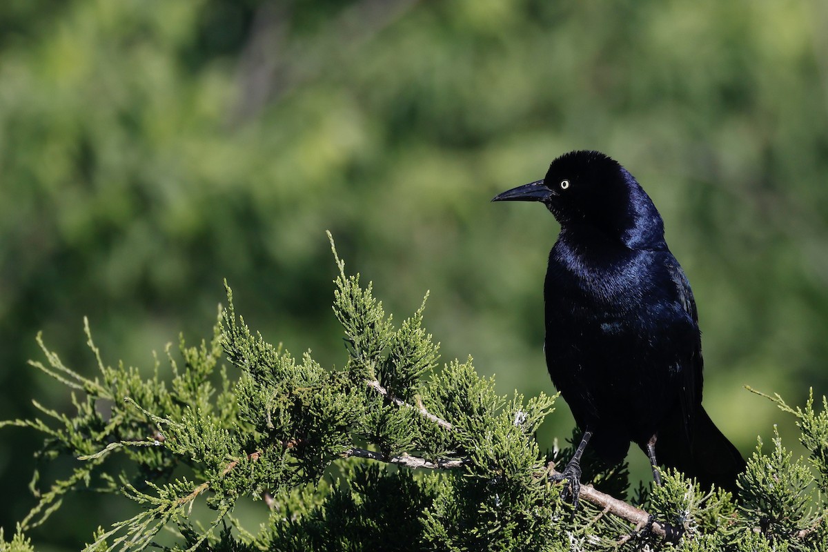 Boat-tailed Grackle - ML620386094