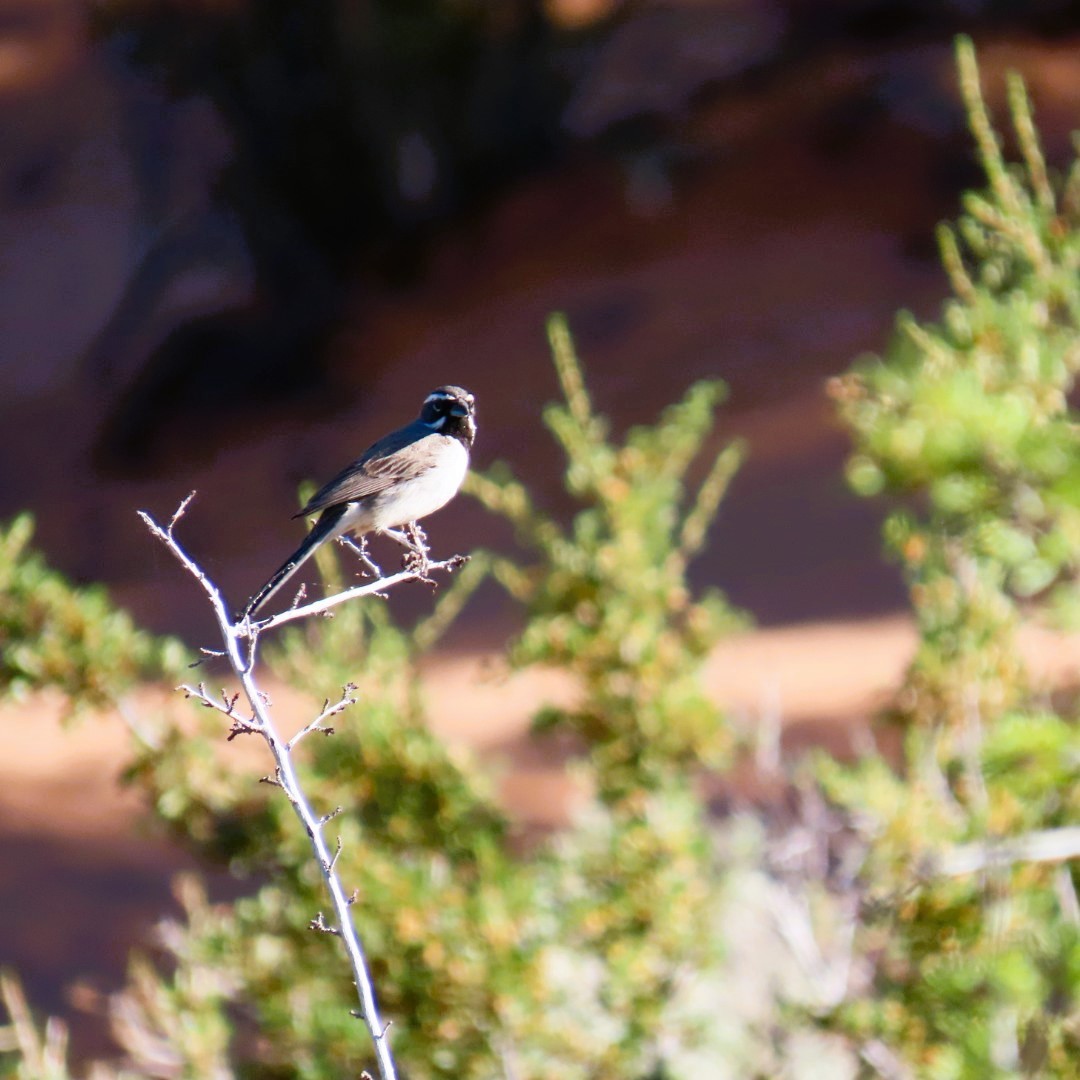 Black-throated Sparrow - ML620386097