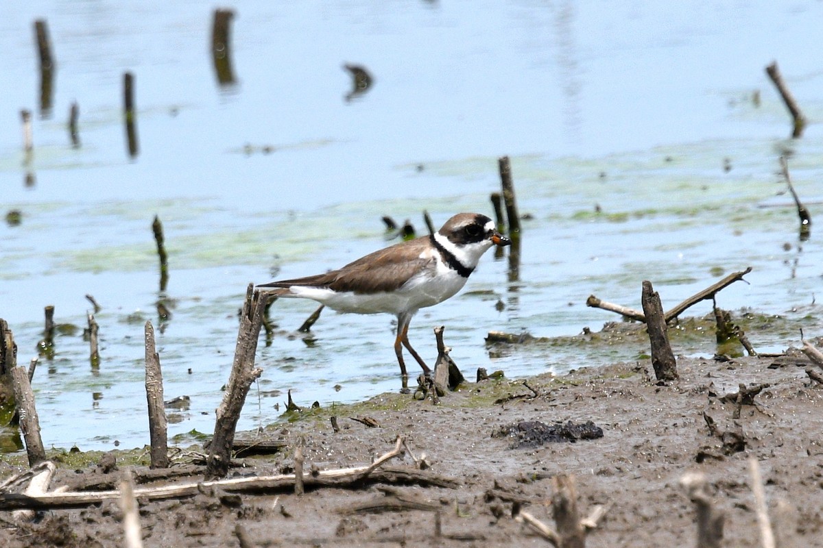 Semipalmated Plover - ML620386101