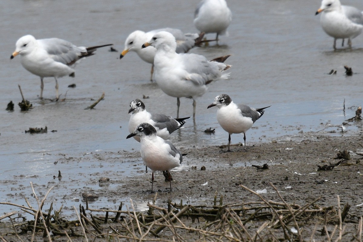 Franklin's Gull - ML620386106