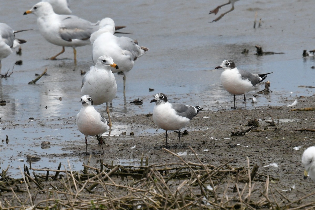 Franklin's Gull - ML620386110