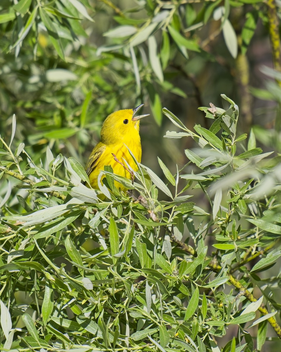 Yellow Warbler - ML620386113