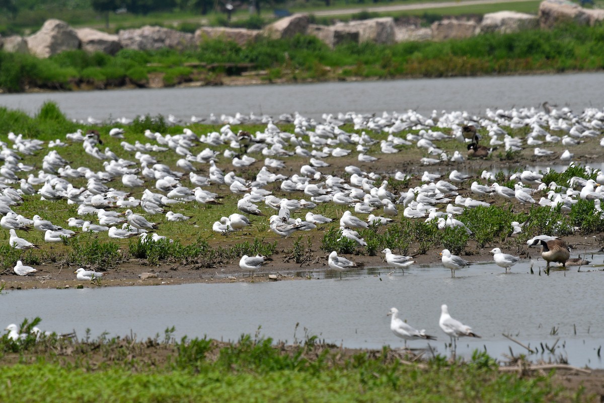 Ring-billed Gull - ML620386117