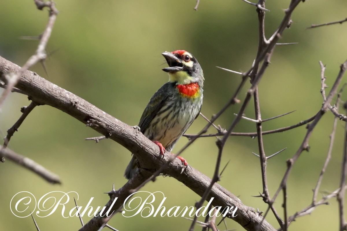 Coppersmith Barbet - ML620386120