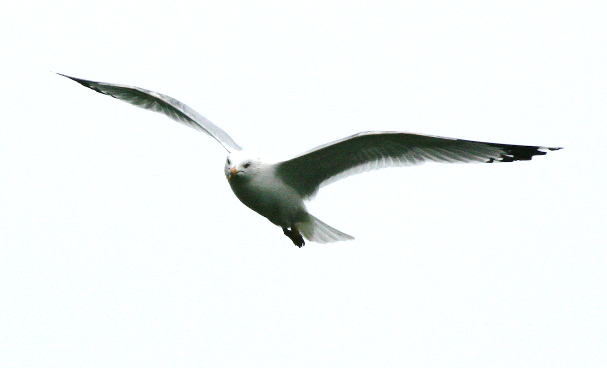 Ring-billed Gull - ML620386130