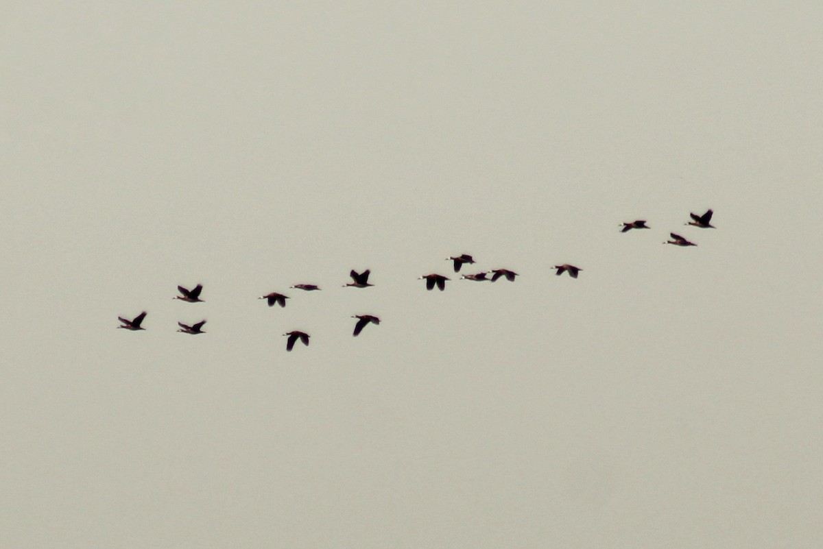 White-faced Whistling-Duck - ML620386131