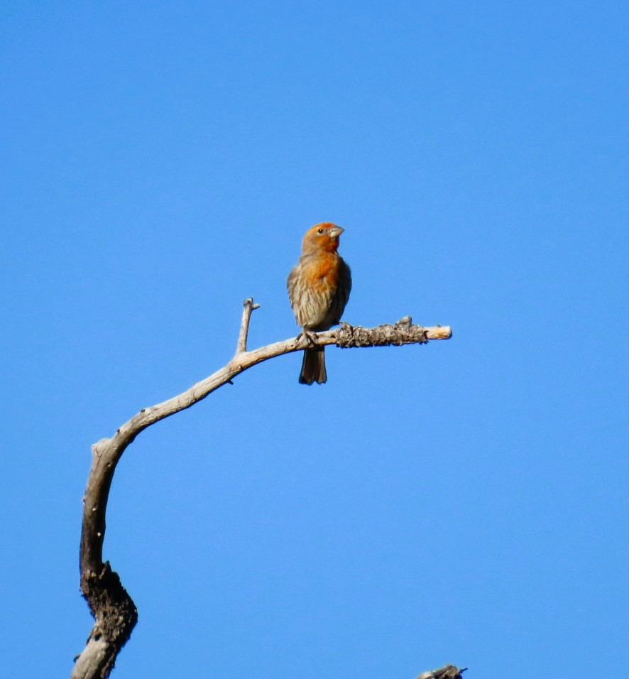 House Finch - ML620386132